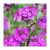 Verbena rigida | Slender Vervain -June Plants Sales Store P50237 main image ac64