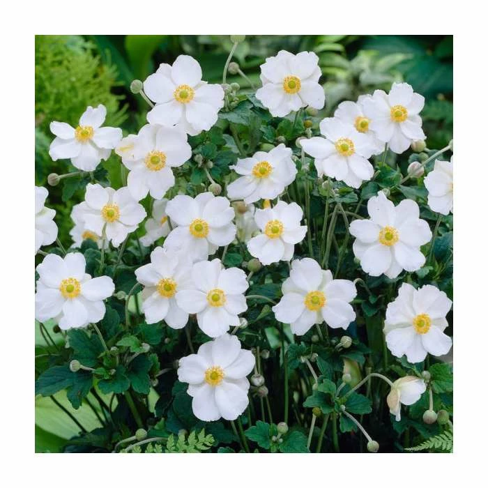 Anemone 'Dreaming Swan' | 3L Pot 3 Anemone 'Dreaming Swan' | 3L Pot