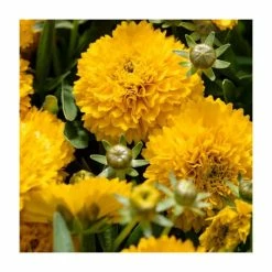 Coreopsis 'Golden Sphere' | 3L Pot