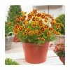 Coreopsis 'Little Bang Daybreak' | 3L Pot 2 Coreopsis 'Little Bang Daybreak' | 3L Pot -June Plants Sales Store P50315 main image 726e