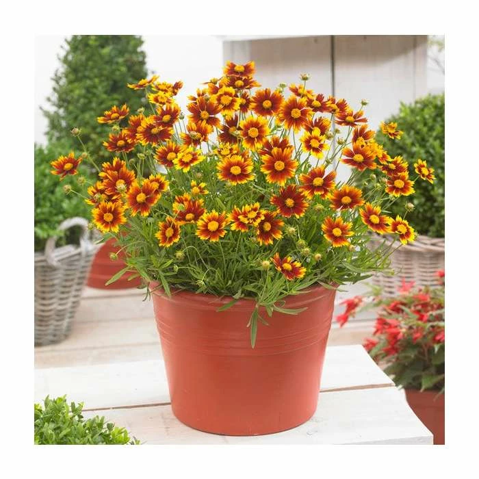Coreopsis 'Little Bang Daybreak' | 3L Pot 3 Coreopsis 'Little Bang Daybreak' | 3L Pot