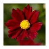 Coreopsis 'Little Bang Red Elf' | 3L Pot 1 Coreopsis 'Little Bang Red Elf' | 3L Pot -June Plants Sales Store P50316 main image db85
