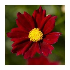 Coreopsis 'Little Bang Red Elf' | 3L Pot