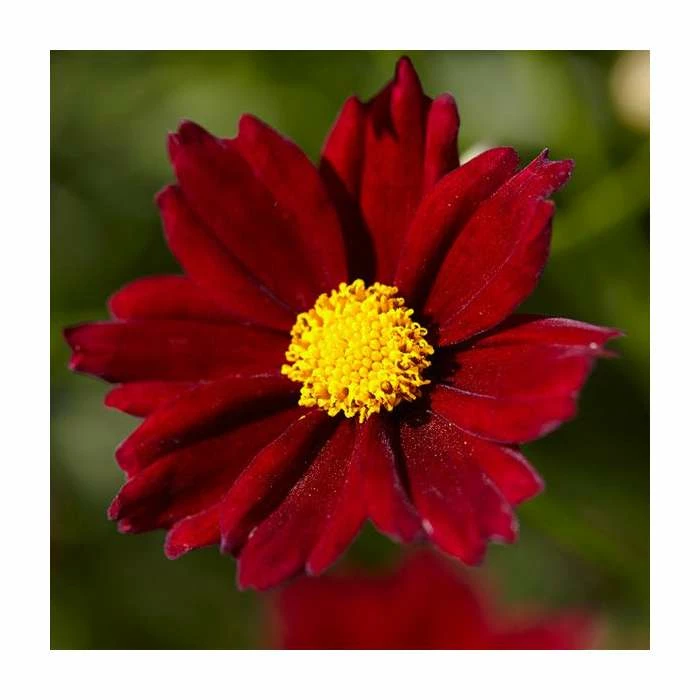 Coreopsis 'Little Bang Red Elf' | 3L Pot 3 Coreopsis 'Little Bang Red Elf' | 3L Pot
