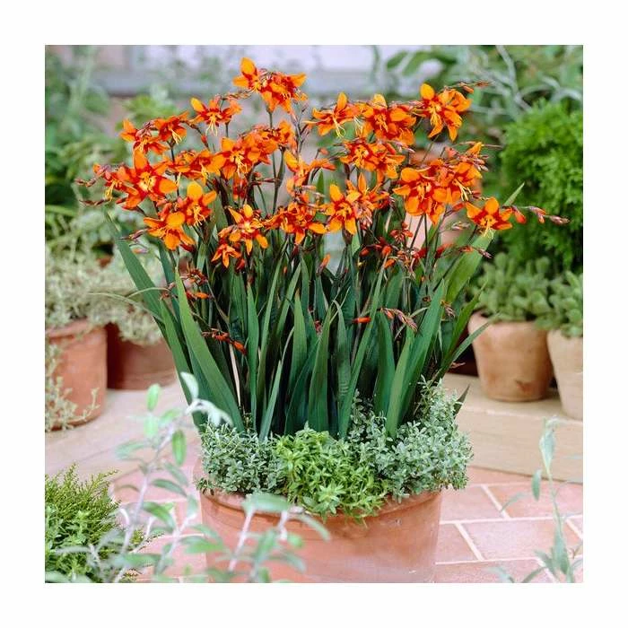 Crocosmia 'Emily McKenzie' | 3L Pot 3 Crocosmia 'Emily McKenzie' | 3L Pot