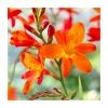 Crocosmia 'Fire King' | 3L Pot 2 Crocosmia 'Fire King' | 3L Pot -June Plants Sales Store P50318 main image c1c8