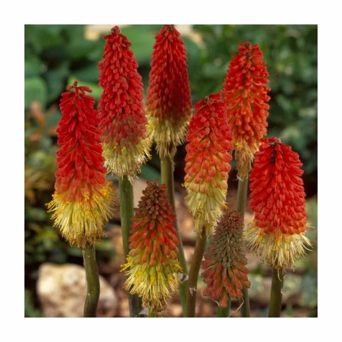 Kniphofia pyromania 'Rockets Red Glare' | 3L Pot 3 Kniphofia pyromania 'Rockets Red Glare' | 3L Pot