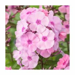 Phlox 'Sweet Summer Ditosse Soft Pink' | 3L Pot