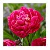 Paeonia lactiflora 'Karl Rosenfield' Bulb | Top Size | Peony -June Plants Sales Store P50368 main 1 fb88