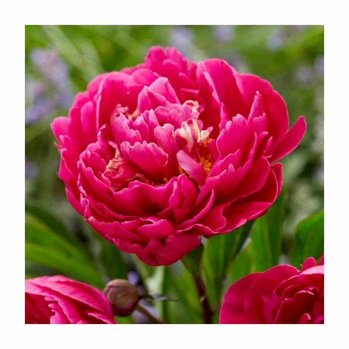 Paeonia lactiflora 'Karl Rosenfield' Bulb | Top Size | Peony 3 Paeonia lactiflora 'Karl Rosenfield' Bulb | Top Size | Peony