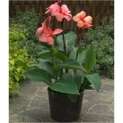 Canna 'Canova Mango' | 2L Pot 5 Canna 'Canova Mango' | 2L Pot -June Plants Sales Store P50437 add image 1 3193