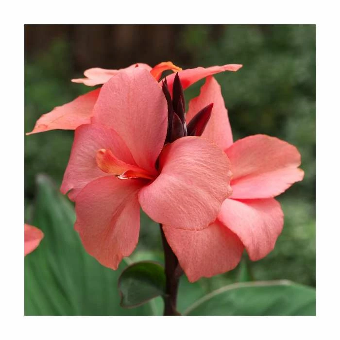 Canna 'Canova Mango' | 2L Pot 3 Canna 'Canova Mango' | 2L Pot