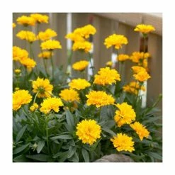 Coreopsis 'Early Sunrise' | 13m Pot