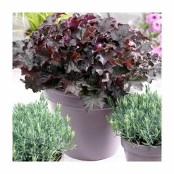 Heuchera 'Purple Palace' | 13m Pot
