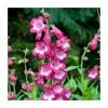 Penstemon 'Polaris' Rose | 3L Pot -June Plants Sales Store P50479 main image 6051
