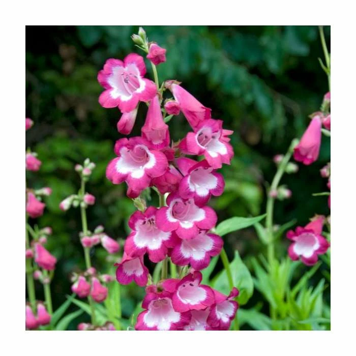 Penstemon 'Polaris' Rose | 3L Pot 3 Penstemon 'Polaris' Rose | 3L Pot