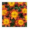 Bidens 'Blazing Fire'| Bedding | Pack Of 5 Large Plug Plants -June Plants Sales Store PL00004 main image e6ca