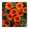 Calibrachoa 'Can Can Orange' | Bedding | Pack Of 5 Large Plug Plants -June Plants Sales Store PL00006 main image 6d7d