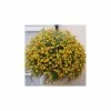 Calibrachoa Can-Can® 'Sunrise Improved' | Bedding | 5 x Large Plugs -June Plants Sales Store PL00007 add image 1 a9d3