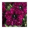 Petunia Sky 'Lightening Sky®' | Bedding | 5 x Large Plugs -June Plants Sales Store PL00015 main image 887d