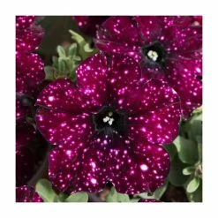 Petunia Sky 'Lightening Sky®' | Bedding | 5 x Large Plugs