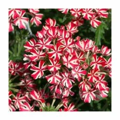 Verbena Showboat 'Red with Eye' | Bedding | 5 x Large Plugs