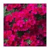 Verbena Showboat 'Burgundy' | Bedding | 5 x Large Plugs -June Plants Sales Store PL00018 main image 77ae