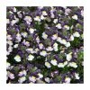 Nemesia Sundae 'Blueberry Ice' | Bedding | 5 x Large Plugs -June Plants Sales Store PL00019 main image ba07