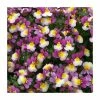 Nemesia Sundae 'Forest Fruits' | Bedding | 5 x Large Plugs -June Plants Sales Store PL00020 main image 821b