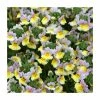 Nemesia Sundae 'Lavender Sherbert' | Bedding | 5 x Large Plugs -June Plants Sales Store PL00021 main image c18a