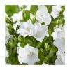 Campanula persicifolia 'White' | 10.5cm 1 Campanula persicifolia 'White' | 10.5cm -June Plants Sales Store PL00080 main image 7203