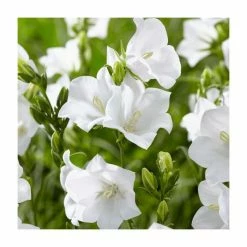 Campanula persicifolia 'White' | 10.5cm