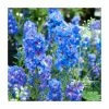 Delphinium 'Magic Fountain Sky Blue' | Larkspur 2 Delphinium 'Magic Fountain Sky Blue' | Larkspur -June Plants Sales Store PL00085 main image 918a