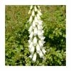 Digitalis purpurea 'Albiflora' | 10.5cm Pot 2 Digitalis purpurea 'Albiflora' | 10.5cm Pot -June Plants Sales Store PL00091 main image e6e9