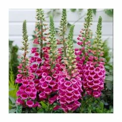 Digitalis purpurea 'Foxy' | 10.5cm Pot
