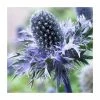 Eryngium 'Blue Hobbit' | 10.5cm Pot -June Plants Sales Store PL00096 main image 4a57