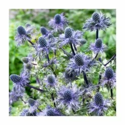 Eryngium 'Blue Hobbit' | 10.5cm Pot 5 Eryngium 'Blue Hobbit' | 10.5cm Pot -June Plants Sales Store PL00096 rollover image 5378