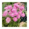 Scabiosa columbaria 'Pink Mist' | 10.5cm Pot -June Plants Sales Store PL00138 main image 4cd9