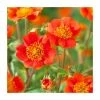 Geum coccineum 'Queen of Orange' | 9cm Pot -June Plants Sales Store PL00167 main image 3c42