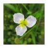 Miniature Plantain | Baldelia ranunculoides