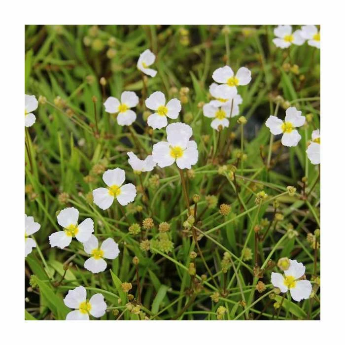 Miniature Plantain | Baldelia ranunculoides 4 Miniature Plantain | Baldelia ranunculoides - Image 2