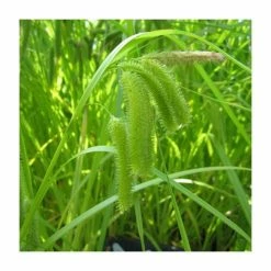 Cyperus Sedge | Carex pseudocyperus