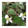 3x Heart Shaped Houttuynia Houttuynia cordata - 9cm Pots -June Plants Sales Store PL0594 main image 6b64
