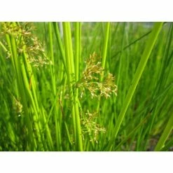 Common Rush | Juncus effusus -June Plants Sales Store PL0598 add image 1 97c5