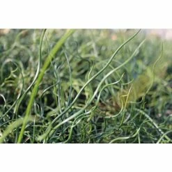 Corkscrew | Juncus effusus 'Spiralis' 9 Corkscrew | Juncus effusus 'Spiralis' -June Plants Sales Store PL0599 add image 1 c73e