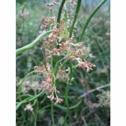 Corkscrew | Juncus effusus 'Spiralis' 10 Corkscrew | Juncus effusus 'Spiralis' -June Plants Sales Store PL0599 add image 2 6886