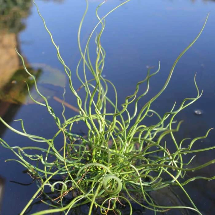 Corkscrew | Juncus effusus 'Spiralis' 3 Corkscrew | Juncus effusus 'Spiralis'