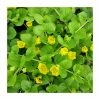 Creeping Jenny | Lysimachia nummularia 1 Creeping Jenny | Lysimachia nummularia -June Plants Sales Store PL0602 main image b16d