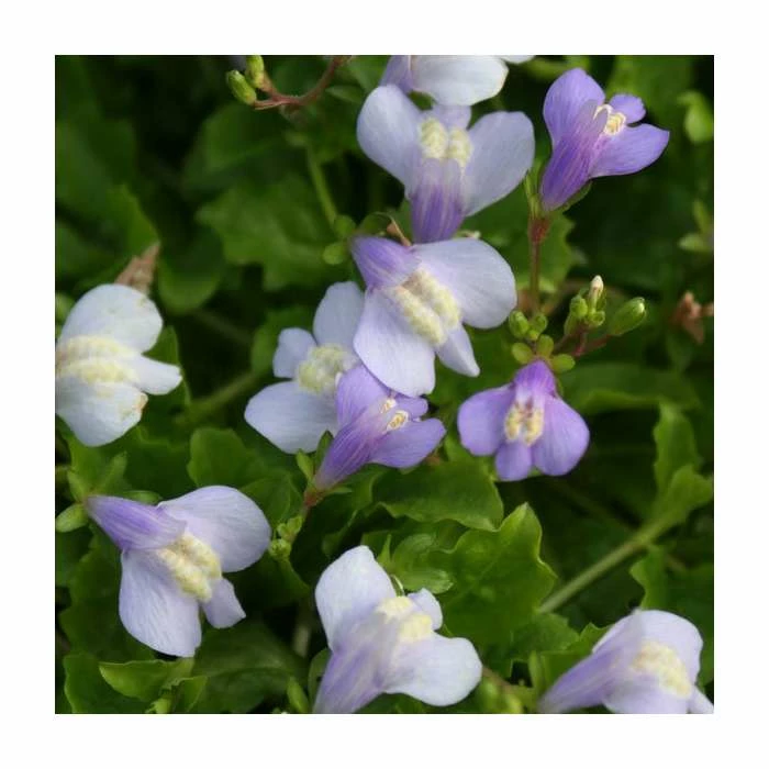 Blue Mazus | Mazus reptans 3 Blue Mazus | Mazus reptans