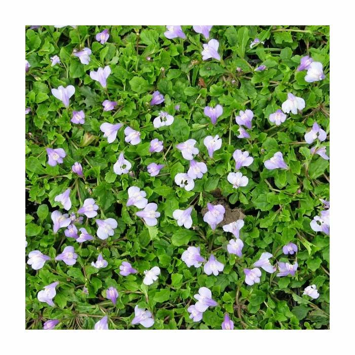 Blue Mazus | Mazus reptans 4 Blue Mazus | Mazus reptans - Image 2